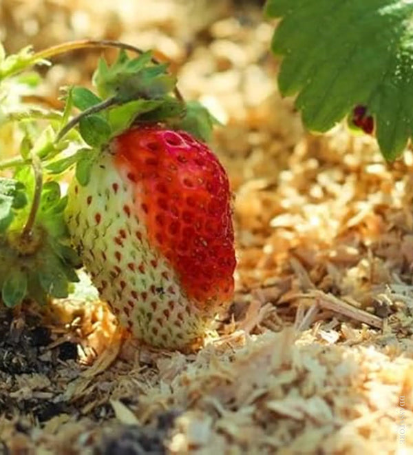 Wood Sawdust / lakdi ki bhusi, Saw dust Powder, Wood dust Powder For Gardening, Pets Bedding, Punching Bag, Composting, Mulching, Planting - D'DASS Store