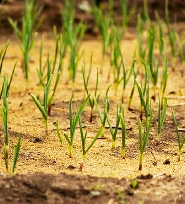 Wood Sawdust / lakdi ki bhusi, Saw dust Powder, Wood dust Powder For Gardening, Pets Bedding, Punching Bag, Composting, Mulching, Planting - D'DASS Store