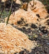 Wood Sawdust / lakdi ki bhusi, Saw dust Powder, Wood dust Powder For Gardening, Pets Bedding, Punching Bag, Composting, Mulching, Planting - D'DASS Store